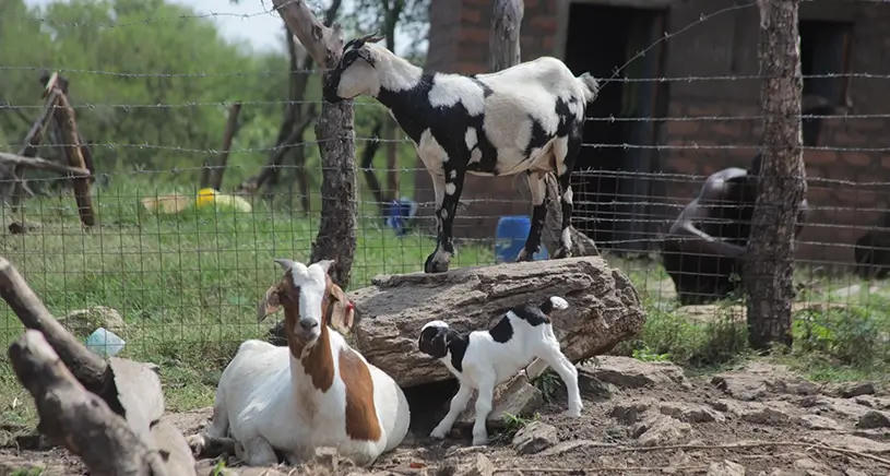 A family of goats stood in an enclosure.