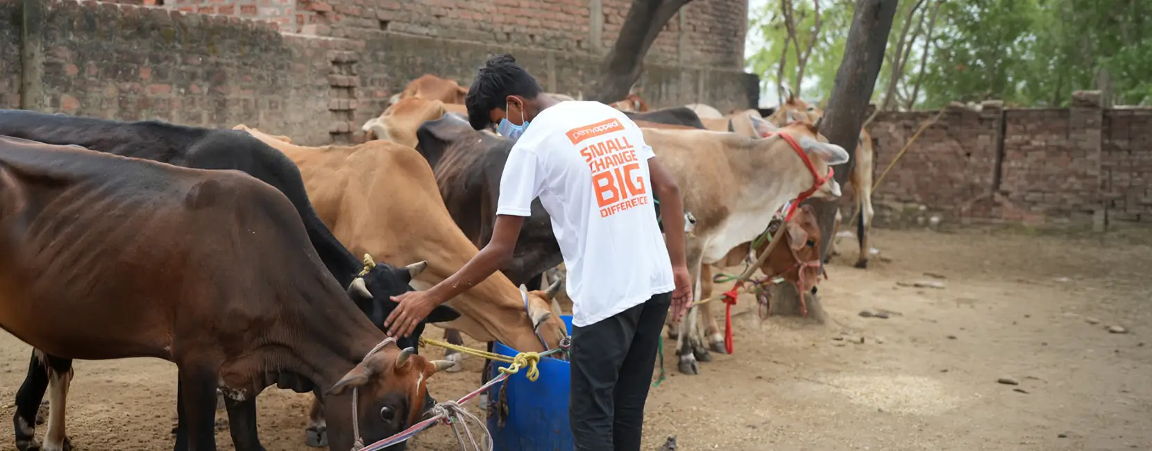 A man wearing a Penny Appeal t-shirt tends to a herd of cows.
