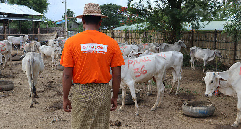 A Penny Appeal worker walks among an enclosure of white cows.