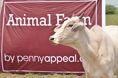 Qurbani Cow