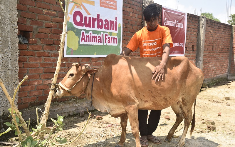 qurbani cow