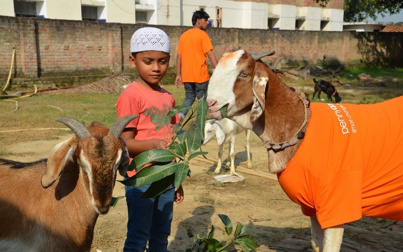 Child feeds Goat