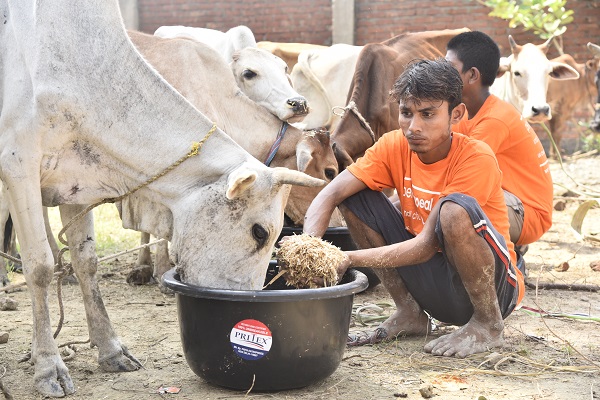 boy feeding cow