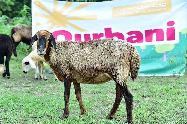 Qurbani sheep