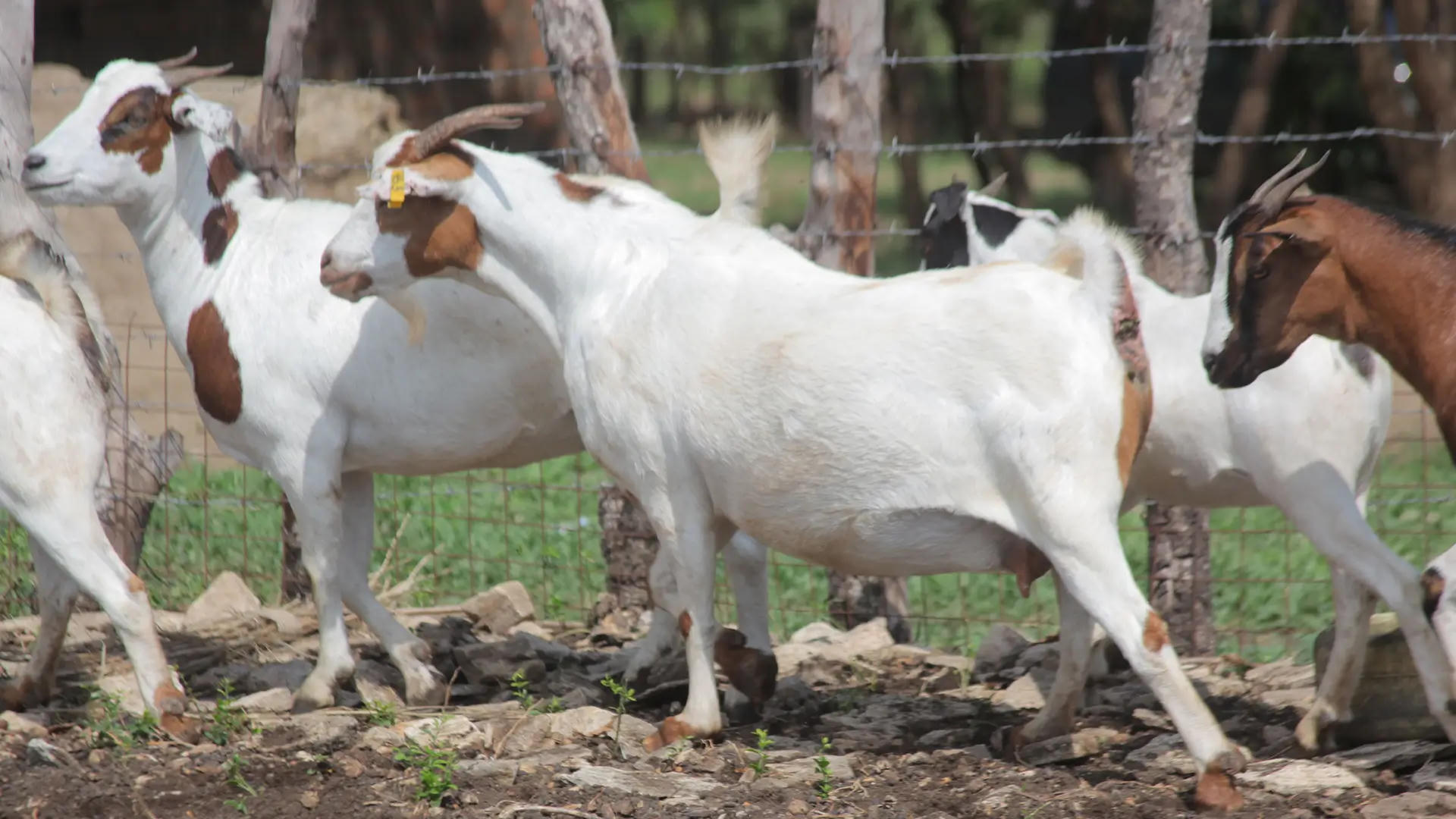 Several brown and white goats stand together in a pen.