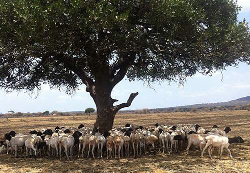sheeps gathered around tree